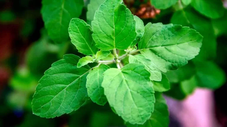 Tulsi for Pleurisy Treatment