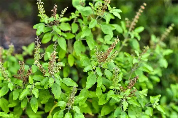 तुलसी - कैंसर का आयुर्वेदिक इलाज