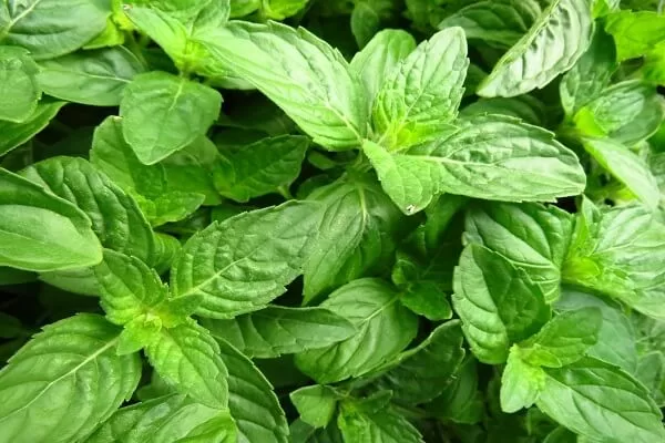 Basil - home remedies for dandruff