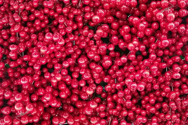 Cranberry Supplements - home remedies for UTI