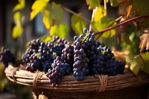 Grapes - Fruits to Avoid in Diabetes