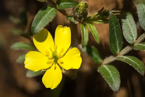 गोक्षुरा - शीघ्र स्खलन की आयुर्वेदिक दवा