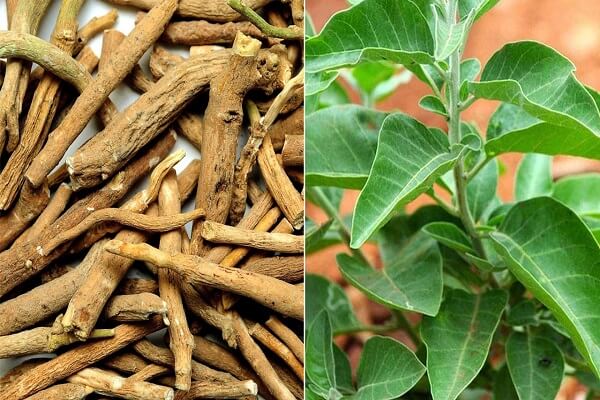 Ashwagandha - Sexual Ayurvedic Medicine