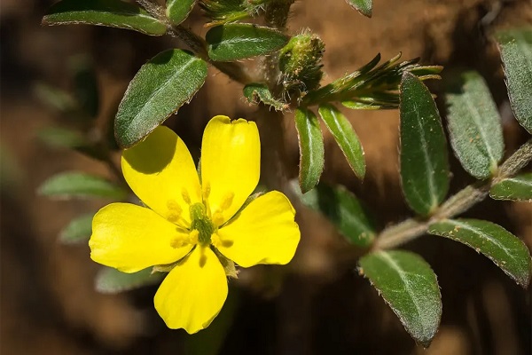 Gokshura - Sexual Ayurvedic Medicine