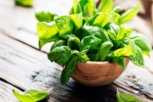 Basil - Natural Blood Pressure Reducers