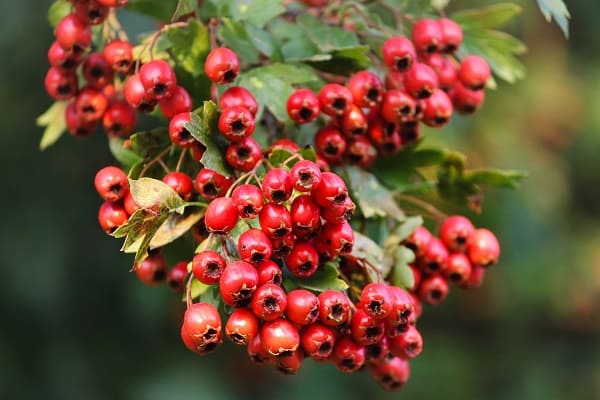 Hawthorn - Natural Blood Pressure Reducers