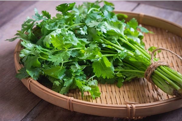 Coriander - How to improve digestion naturally