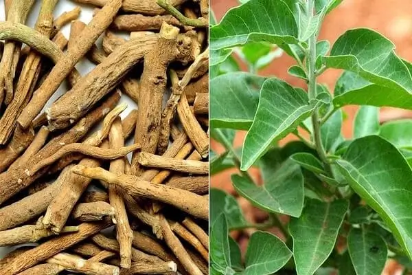 Ashwagandha - Ayurvedic Medicine for Premature Ejaculation