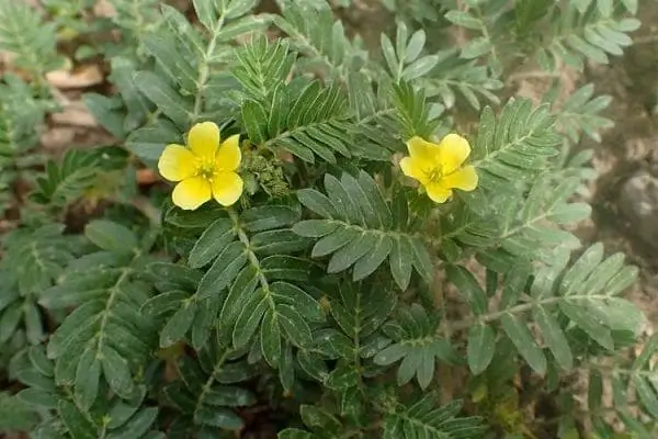 गोखरू - पथरी तोड़ने की दवा