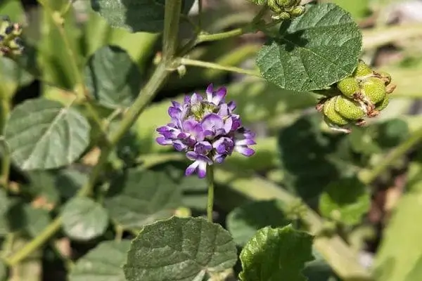 Bakuchi - ayurvedic medicine for white spots on skin