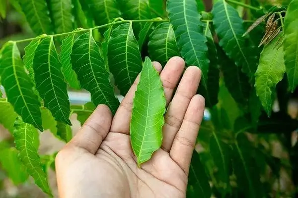 Neem - ayurvedic medicine for white spots on skin