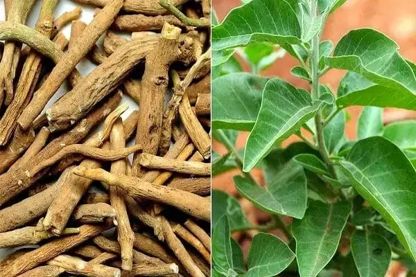 Ashwagandha  - Best Ayurvedic Medicine for Cancer