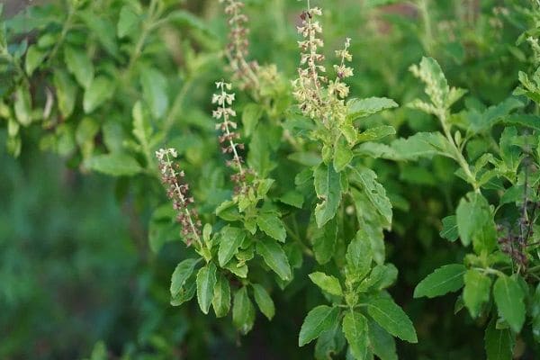 Tulsi - ayurvedic medicine for acidity