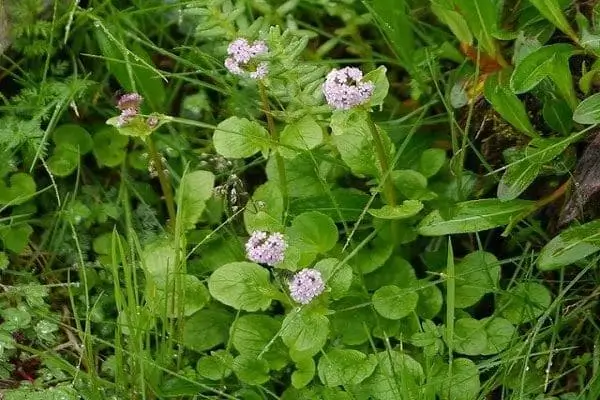 Tagara - Best Ayurvedic Medicine For Anxiety Disorder