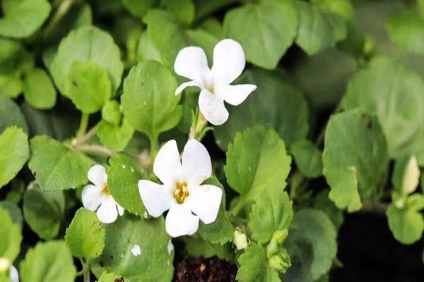 Brahmi - ayurvedic medicine for high bp