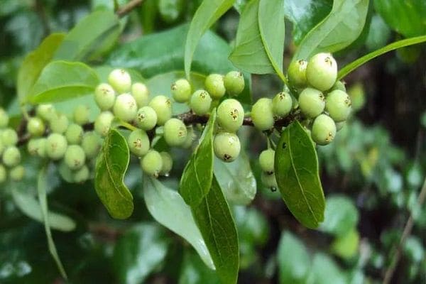 Guggul - 5 Best Blood Cancer Control Medicines in Ayurveda