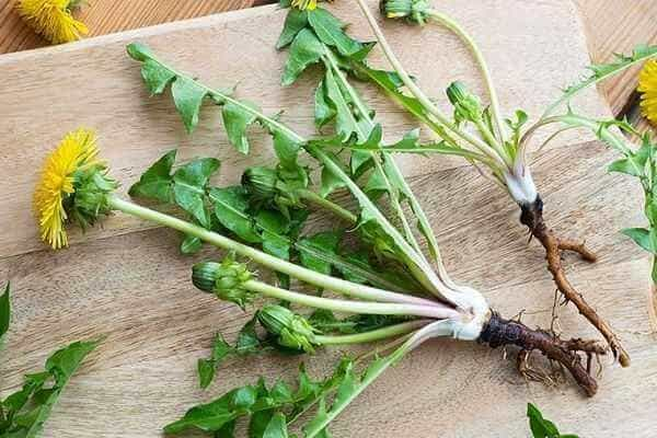 Dandelion Root - Best Fatty Liver Control Medicines in Ayurveda