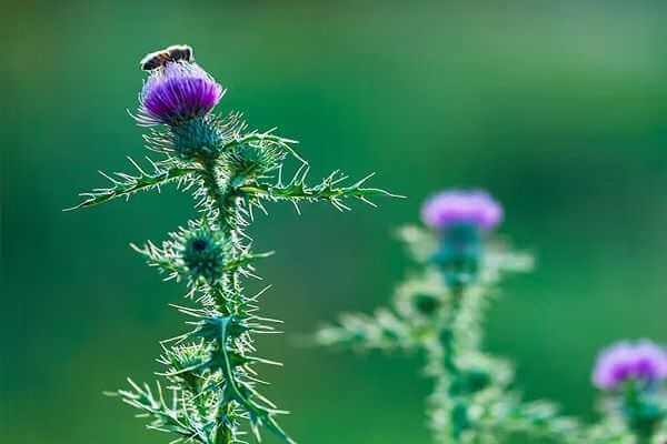 Milk Thistle - Best Fatty Liver Control Medicines in Ayurveda