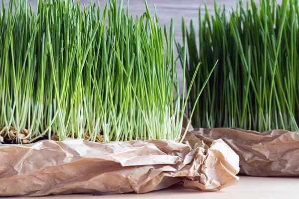 Wheatgrass - Best Brain Tumor Control Medicines in Ayurveda