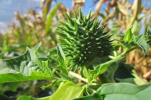 गोखरू - किडनी को स्वस्थ रखने के लिए आयुर्वेदिक दवा