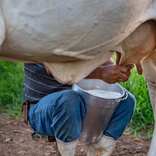 cow milk for kidney patients