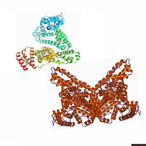 Is Albumin Trace in Urine Dangerous