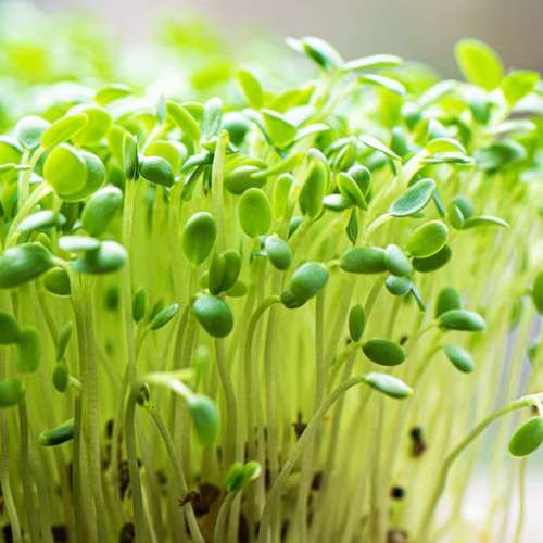 Green chiretta (कालमेघ)