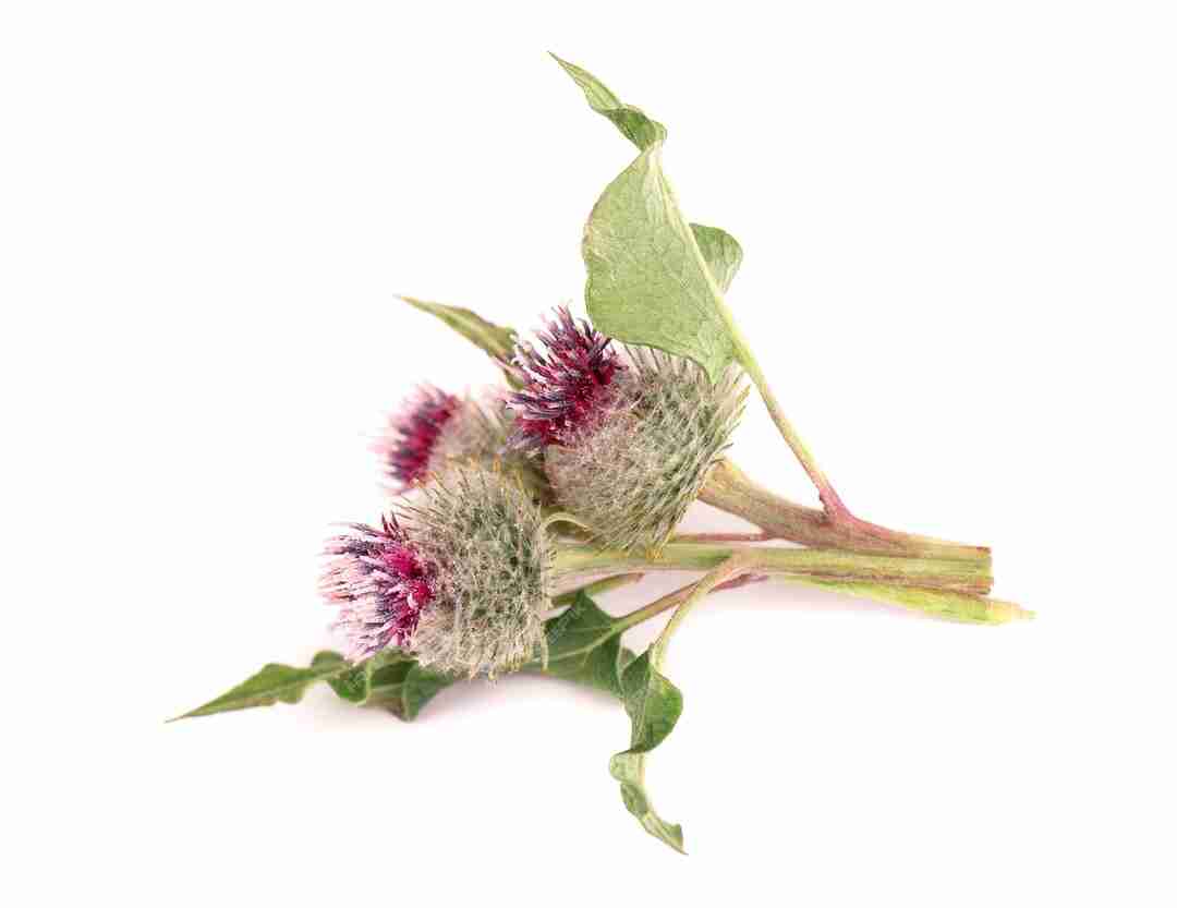 Milk Thistle