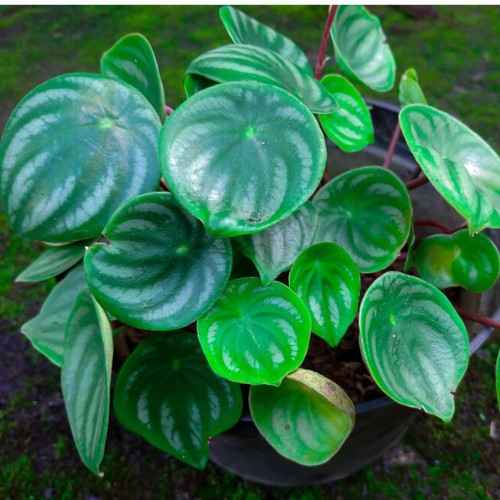वरुण plant