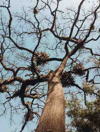 Arjun tree (अर्जुन वृक्ष)