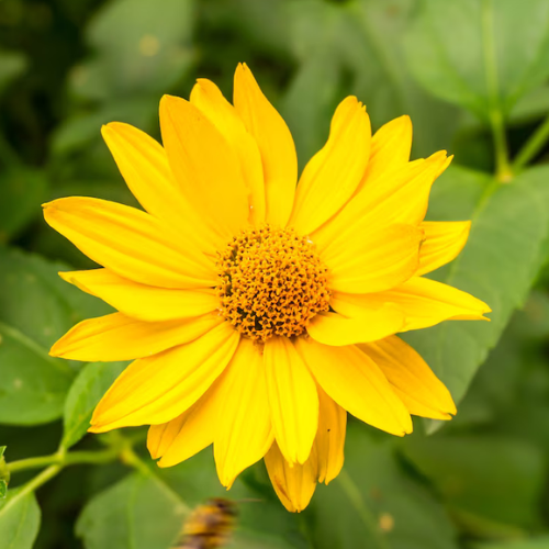 भृंगराज 