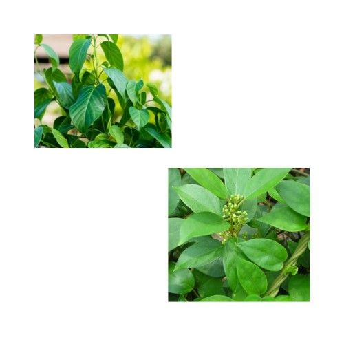 गुड़मार 