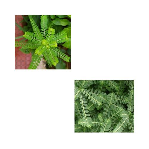 भुम्यामलकी