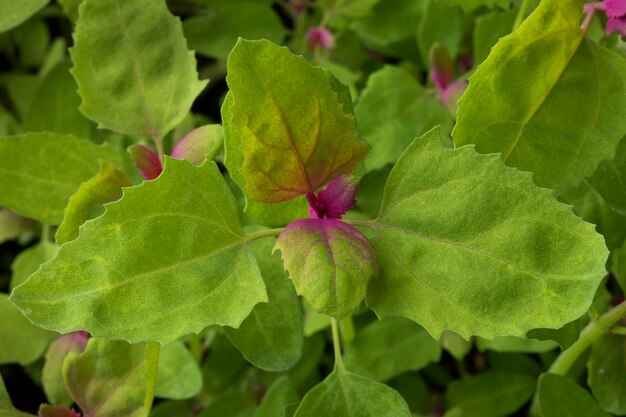 पुनर्नवा चूर्ण