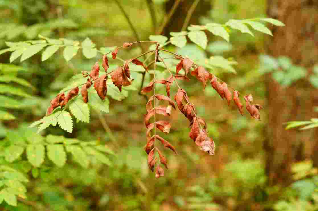 Rubia cordifolia (मजीठ)
