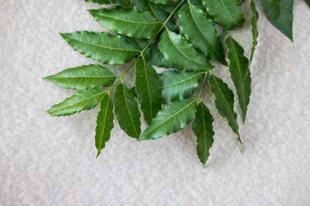 नीम के पत्तों