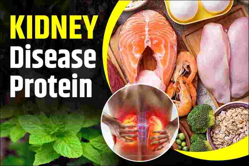 kidney disease protein