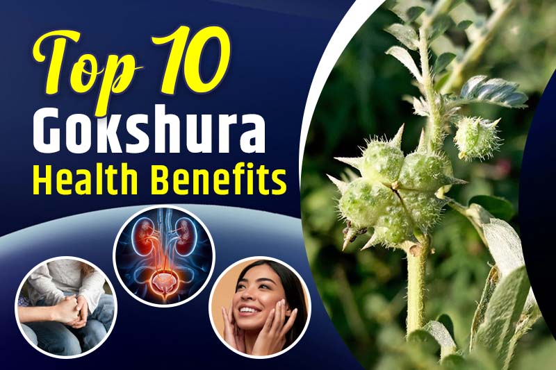 Top 10 Gokshura Health Benefits You Need to Know